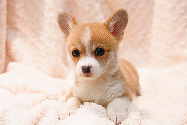 柯基犬的毕生愿望你完成了几个,柯基犬喜欢做什么事情