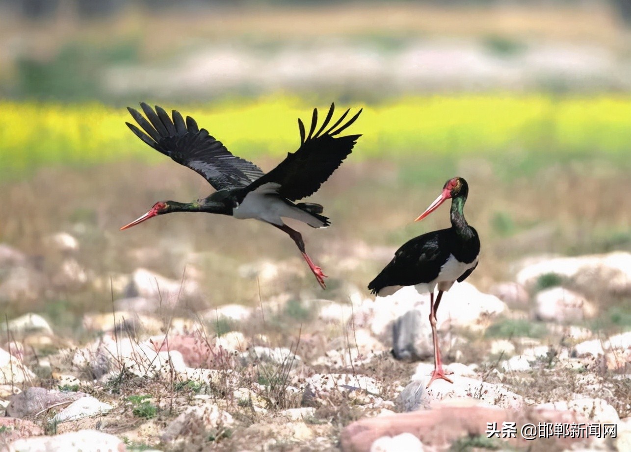 文明从每一件小事做起演讲稿,文明从点滴做起600字