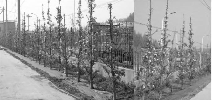 现代苹果整形修剪技术,柱状苹果树修剪视频教程全集