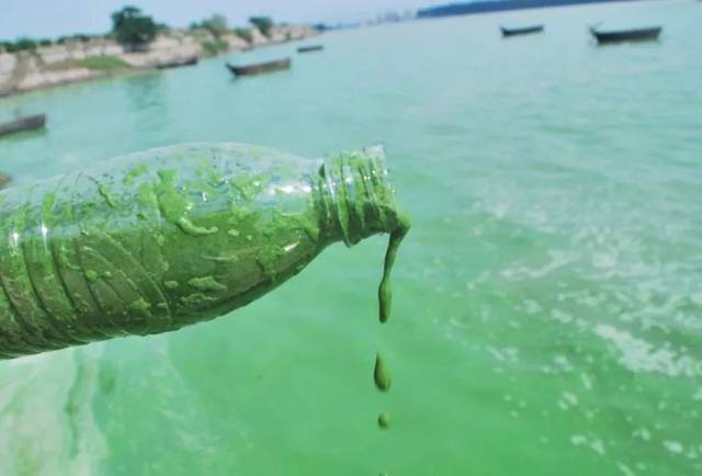 水产养殖治蓝藻最好方法,水产养殖蓝藻怎么防治