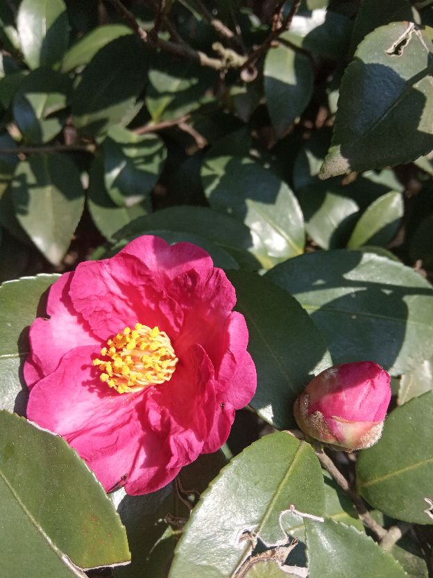 妹妹到人民医院保胎却看见49岁婶婶正做人流，究竟是怎么回事？