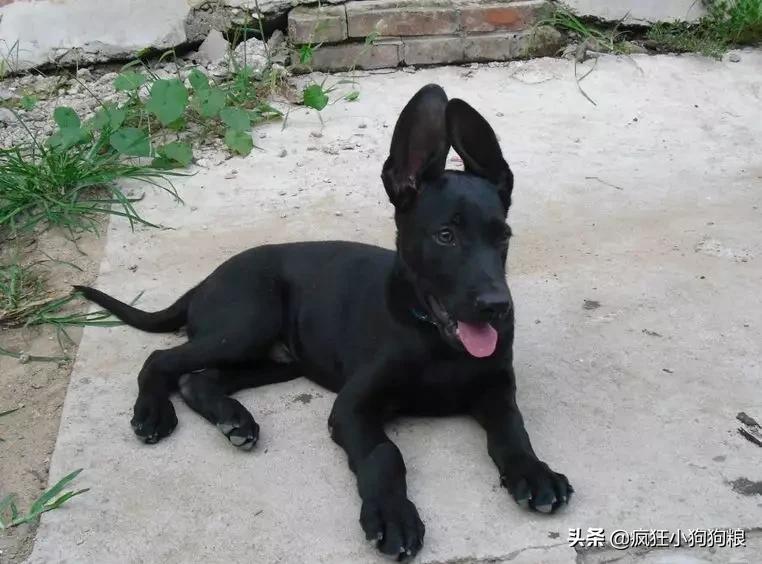 战斗力最强的土狗是什么品种,这40种土狗其实都是超酷的品种犬