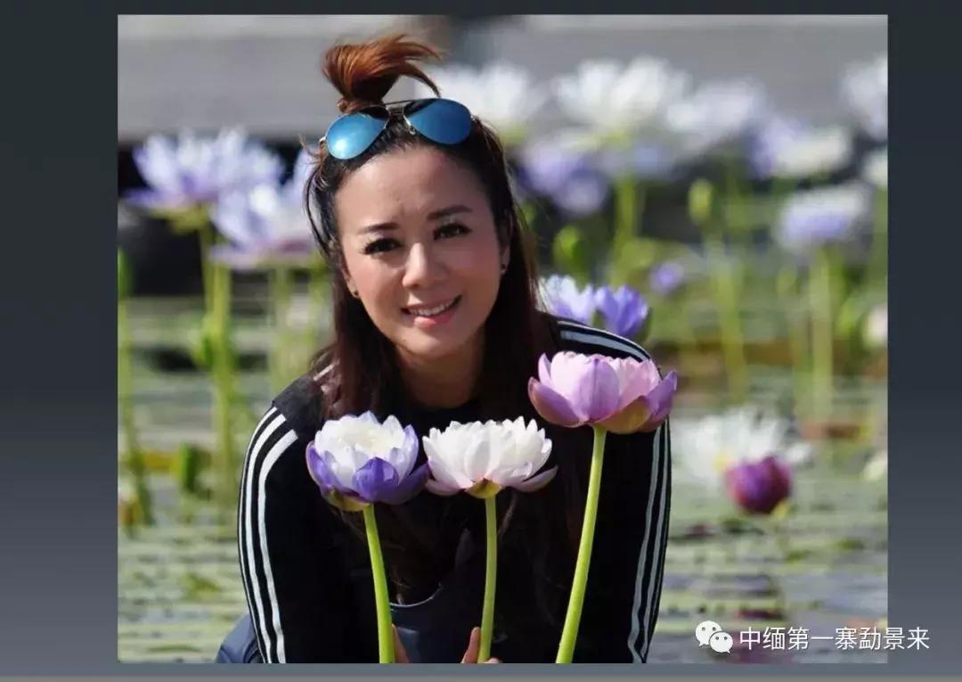 泰国顶级睡莲博士Dr.Nopchai版纳行，被勐景来圈粉