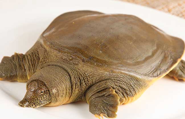 青盐甲鱼是苏州唐静涵家法