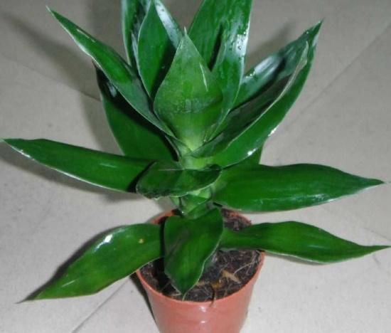 店铺摆什么植物生意好,做生意摆放植物哪些最好