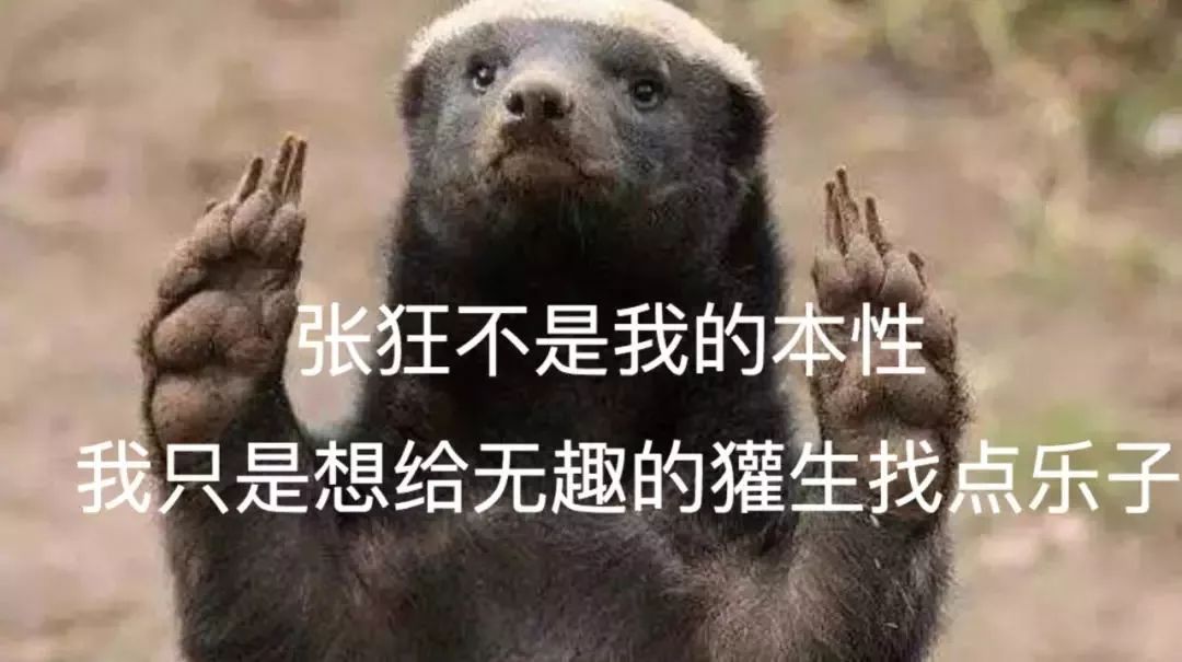 蜜獾吃毒蛇像吃辣条,蜜獾平头哥大战狮子