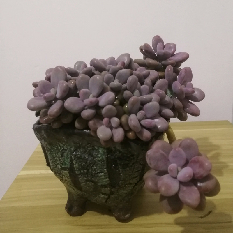 多肉洛神叶片化水怎么回事,白凤多肉闷着了想化水怎么办