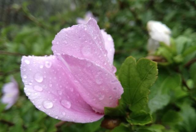韩国木槿花种植面积多大,韩国国花木槿花耐寒