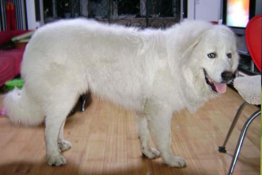 大白熊犬有多可爱,大白熊的特点和缺点