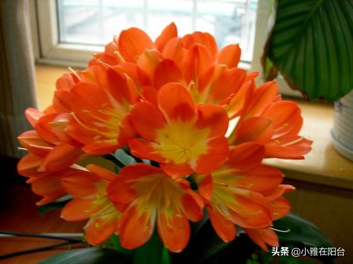 养君子兰,一月浇一次“肥水”,叶子16片,顺利开花,花大色艳!