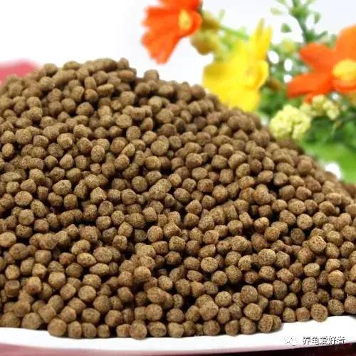 黄耳龟喂什么食物,幼龟可以吃什么人类的食物