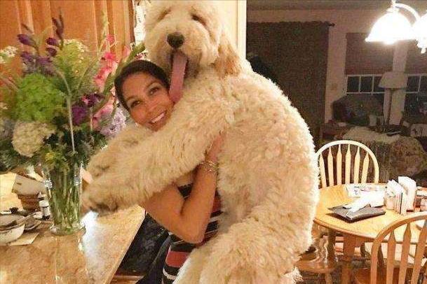 这6种狗超难养养好一半就是大神,最难养的5种狗没想到第一名是它