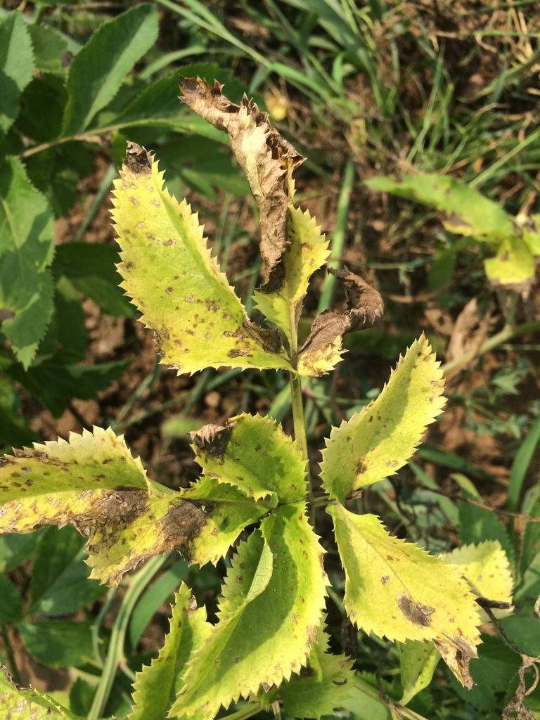 蔬菜卷叶发黄还有救吗,叶类蔬菜黄叶原因及防治方法