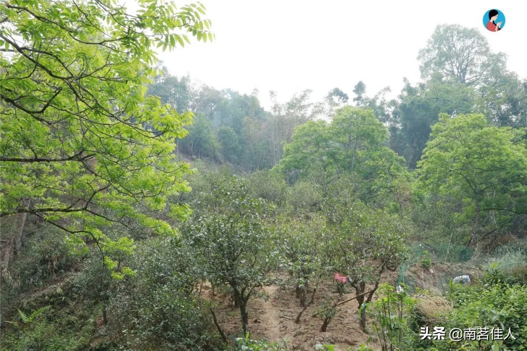 冰岛老寨大秋茶园的茶是真的吗,冰岛五寨之一糯伍什么口感