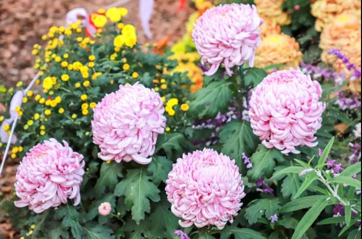 重阳节赏菊正当时，推荐国内这9个地方的赏菊好去处，沉浸式赏花