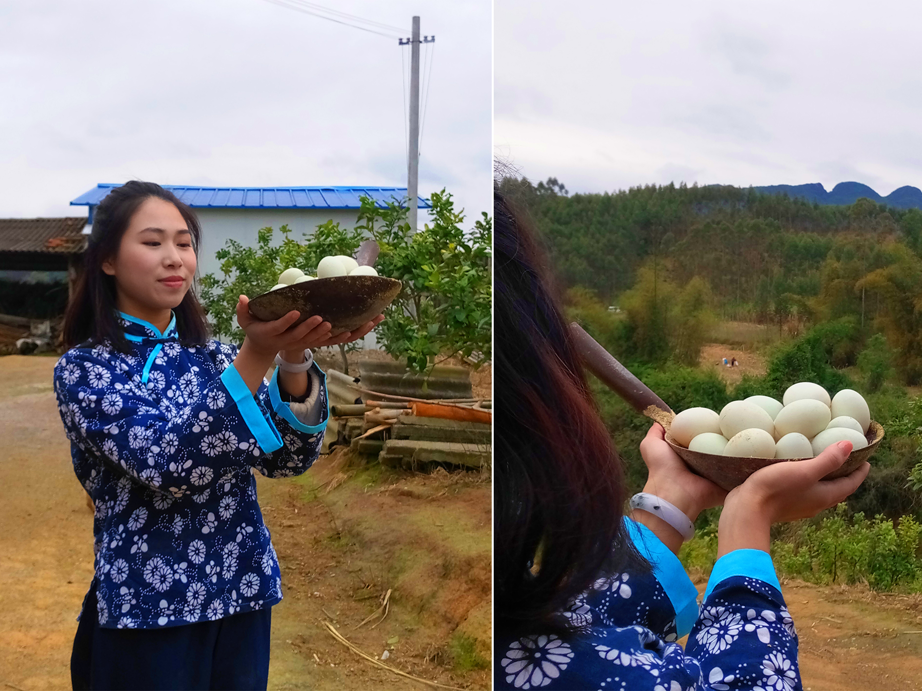 五黑鸡正宗散养,散养的黑乌鸡
