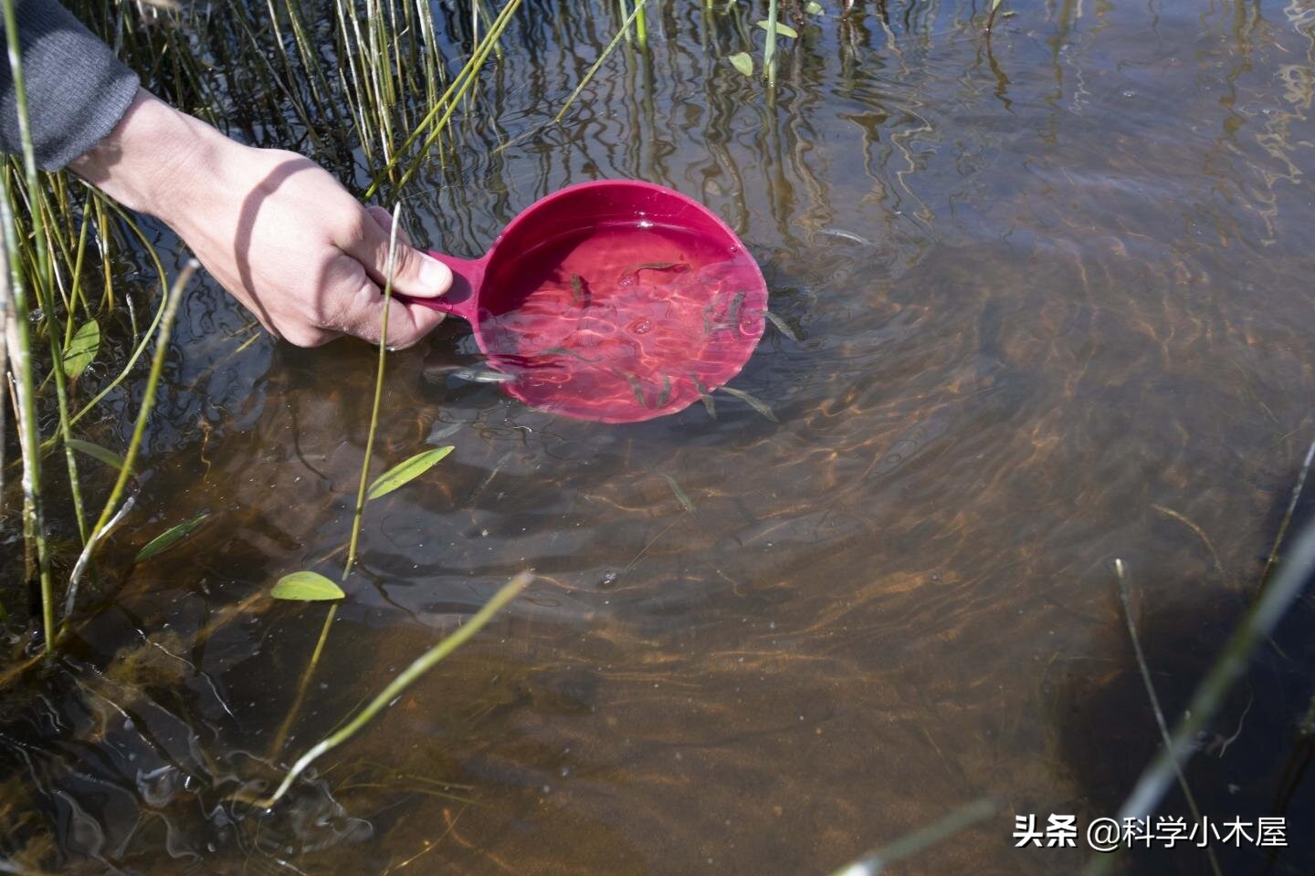 暴雨淋野生鱼会死吗,高温导致鱼类死亡