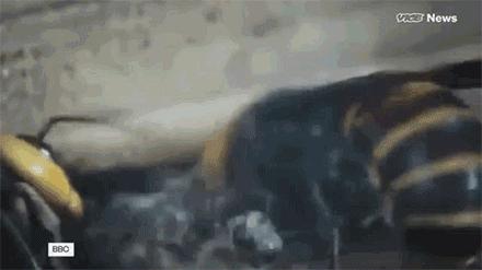 杀人蜂为什么那么可怕,杀人蜂到底有多厉害