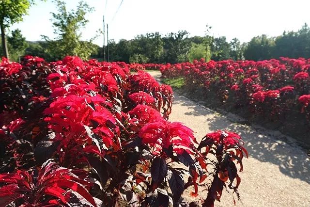 大连重阳节旅游攻略,大连九月秋游攻略