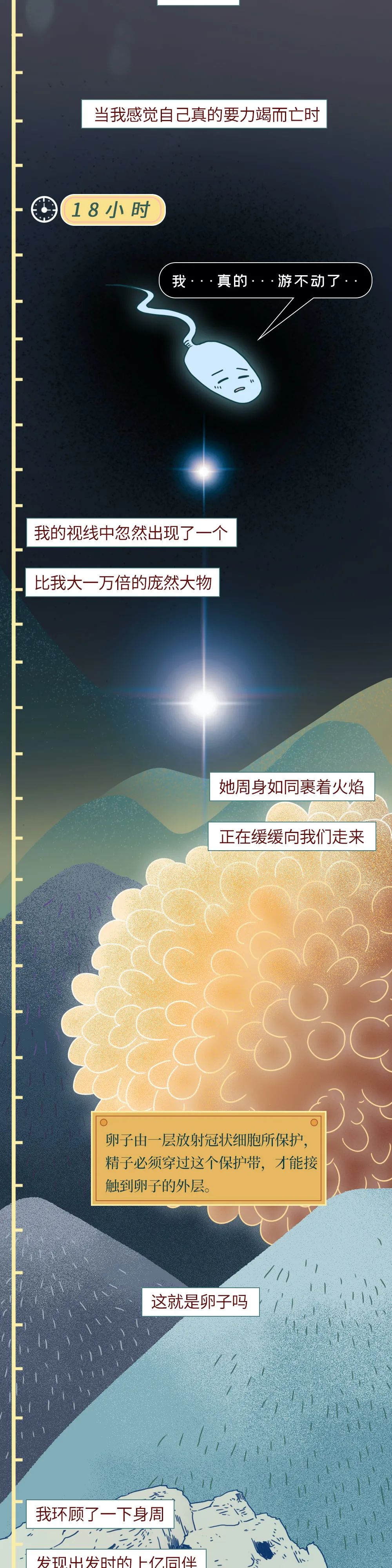 科普知识精子液化后的状态,男性精子在体内存活时间