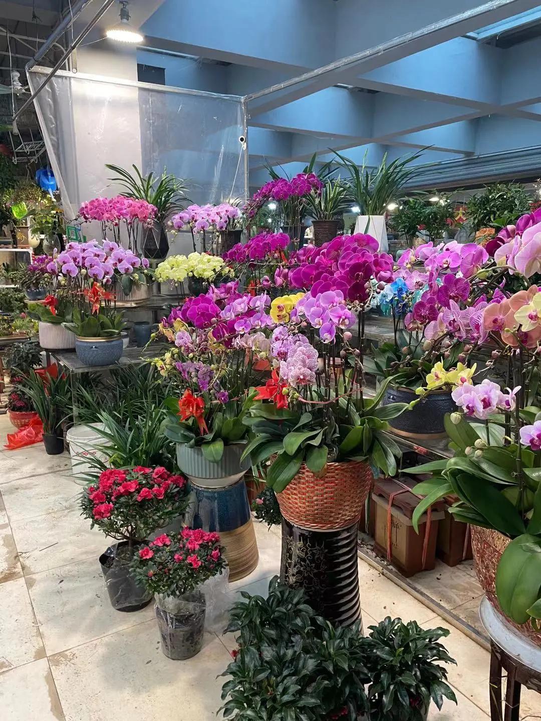 实拍青岛花卉市场！你每年都会选购哪些品种的年宵花呢？