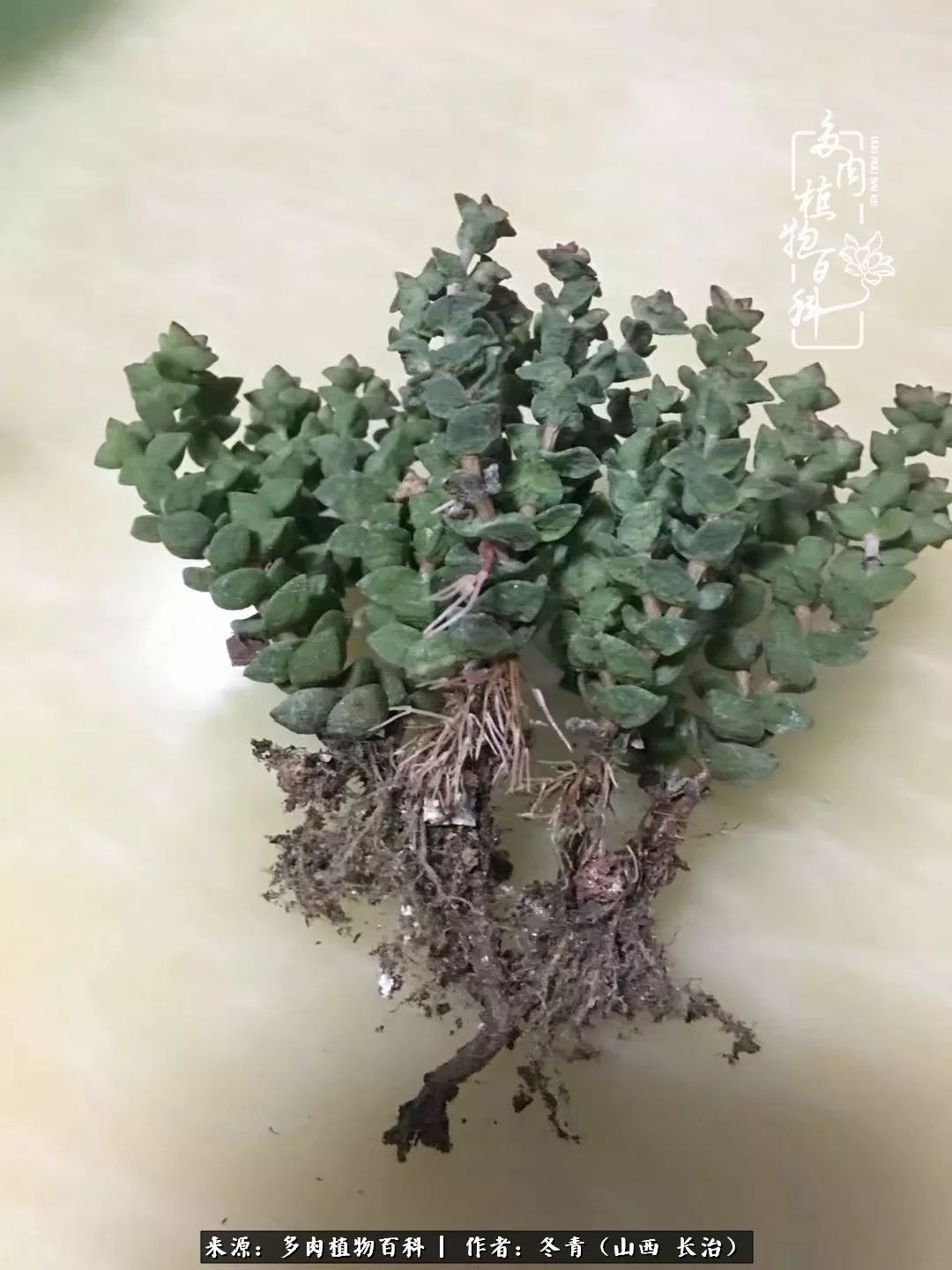 阳台养多肉徒长怎么办,阳台养多肉养殖方法和注意事项