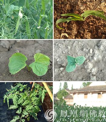 五祖寺和五祖禅院有什么区别,农禅合一起源