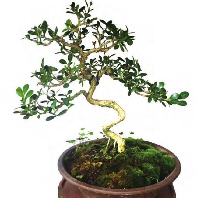 黄杨树黄叶如何处理视频教程,黄杨黄叶怎么补救