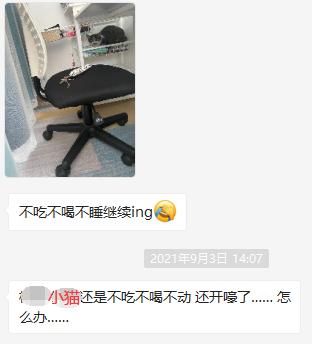 自从接了一只猫回家,养猫加重我的焦虑症怎么办