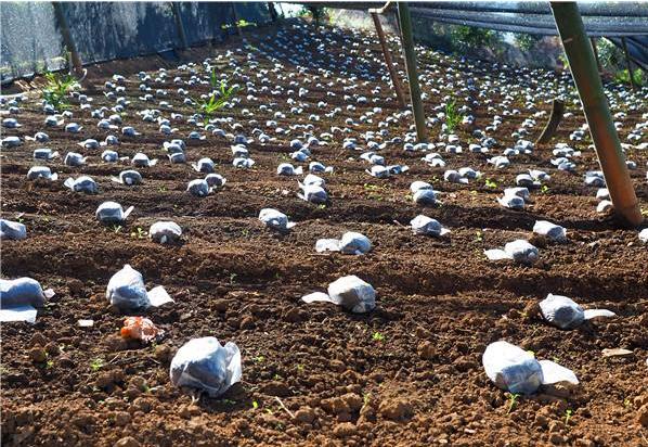 羊肚菌种植栽培技术视频教程（完整版）