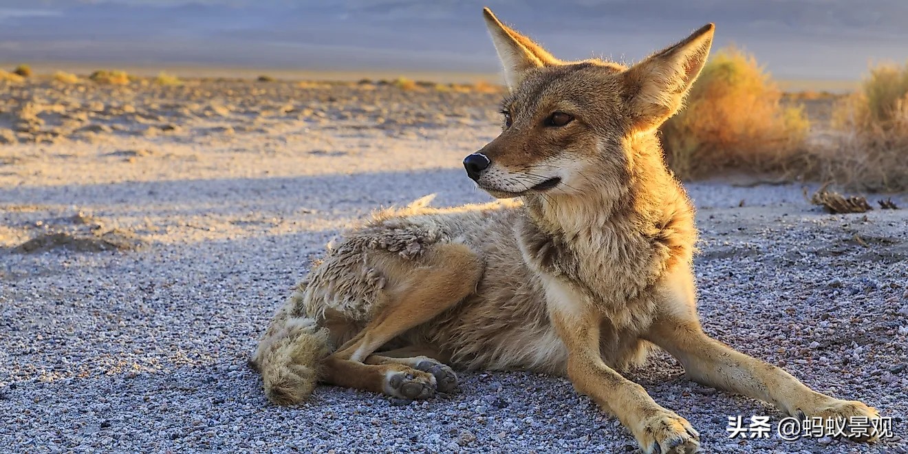 电影蒙太奇的理解,蒙太奇知识