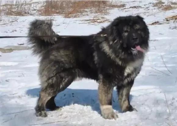 杀伤力最高的十大猛犬,战斗力最强的几种猛犬