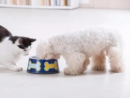 提高抵抗力的宠物食品,增加宠物抵抗力吃什么食物