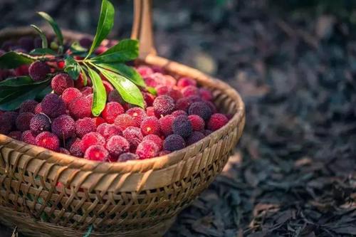 刚种的杨梅苗怎么施肥,种植杨梅如何管理好土壤