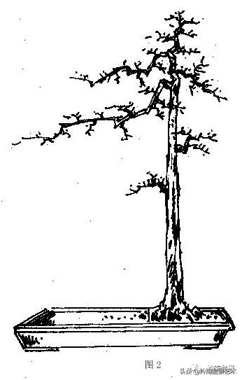 盆景侧枝和飘枝有什么区别,盆景大飘枝讲解