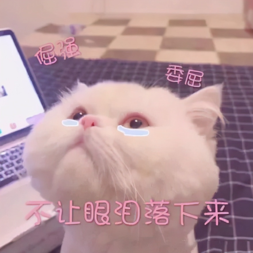 猫丢了三天回来变乖了吗,猫被丢弃后回来就乖了的故事