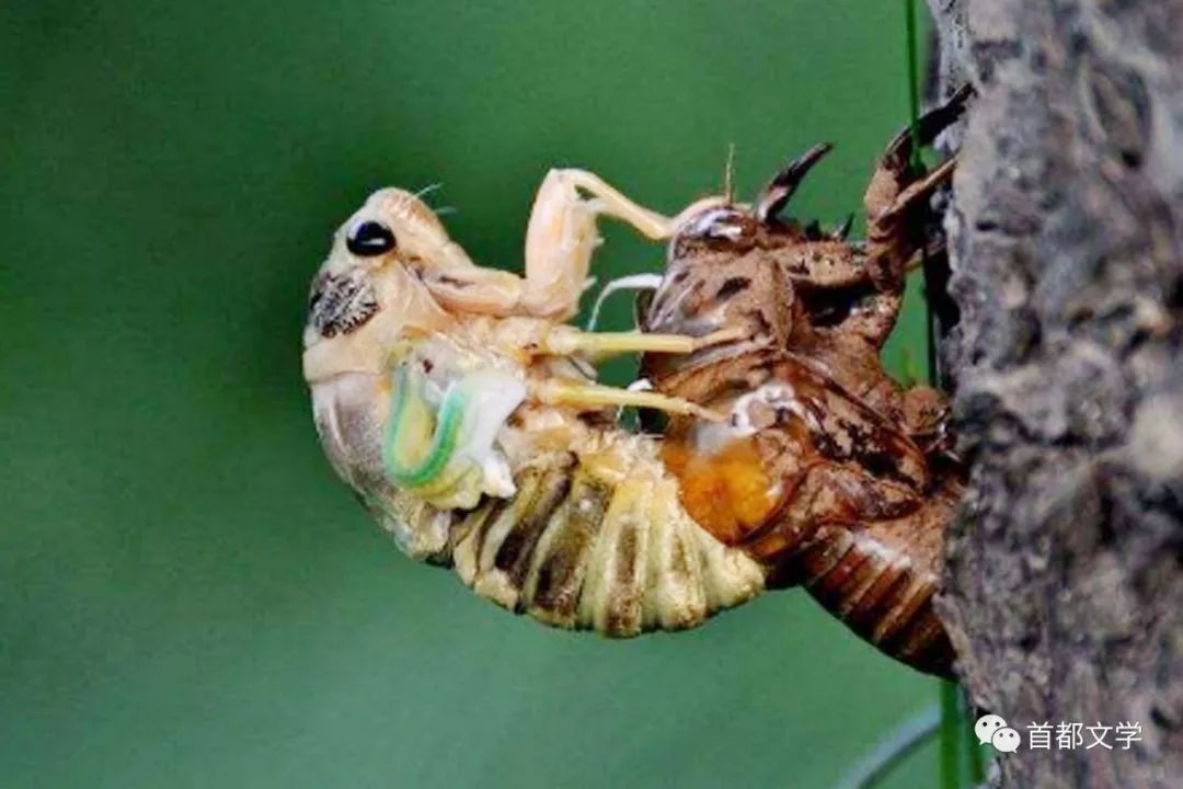 散文捉蝉作者王礼民