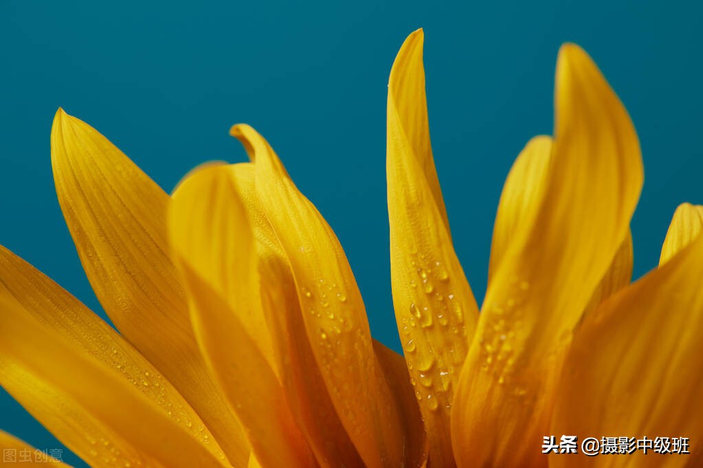 拍向日葵的教程,向日葵拍花技巧