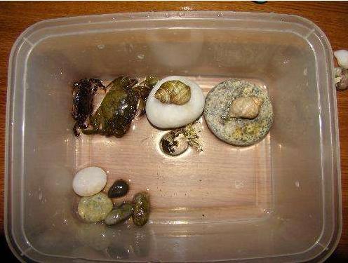 螃蟹的保存方法与注意事项,螃蟹海蟹一顿吃不完要怎么样保存