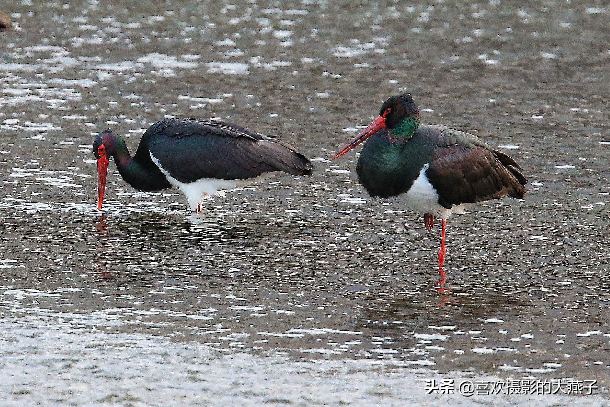 珍稀鸟类黑鹳来到河北井陉县越冬,房山十渡有什么野生动物