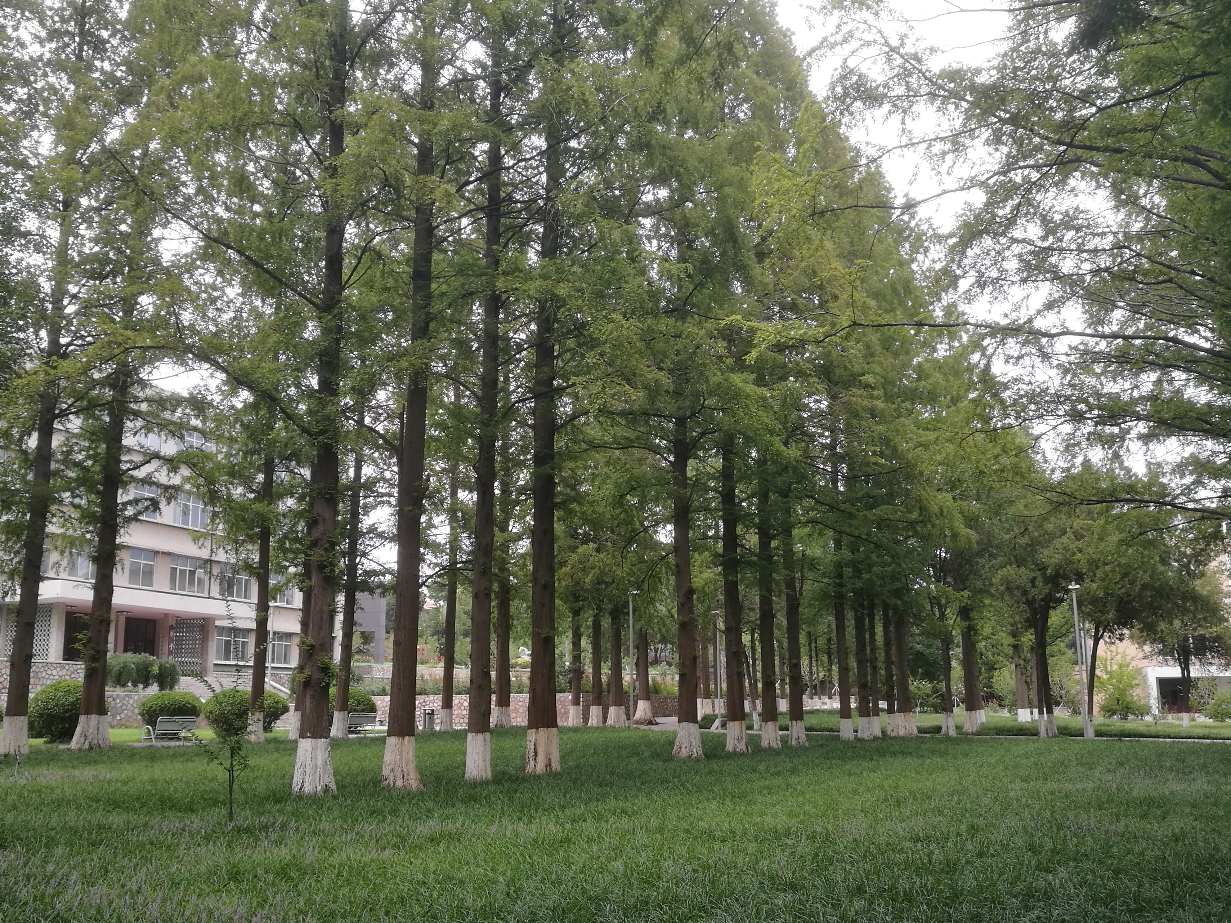 银杏水杉的化石图片,挺拔的水杉