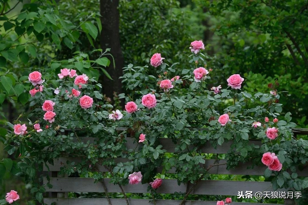 最好看的多种月季,浪漫迷人的月季