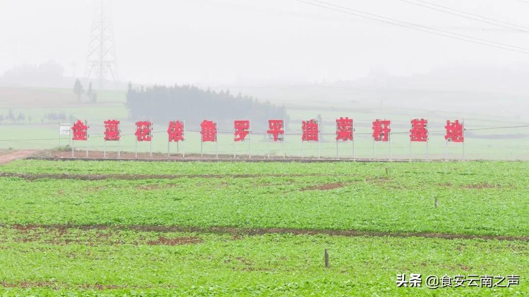 喜报！云南金丰汇荣获2020年昆明市绿色食品“10强企业”称号