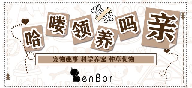 猫咪怎么教小猫咪踩奶,为什么猫咪学不会上马桶