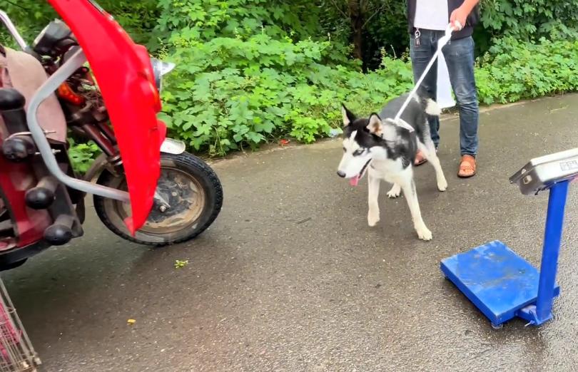 在菜市场花十块钱买的哈士奇,河南人卖哈士奇