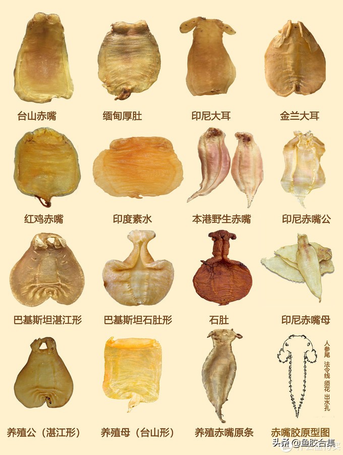 如何辨别鱼胶的好坏和质量,鱼胶入门指南新手必看