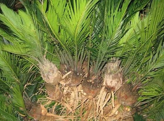 铁树叶子发黄了怎么回事如何解决,铁树叶子发黄在家怎么解决