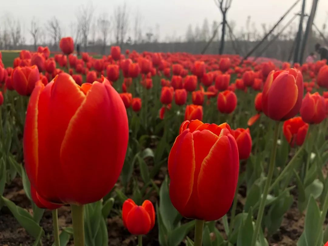 阜城大型公园在哪里,花海剧场区