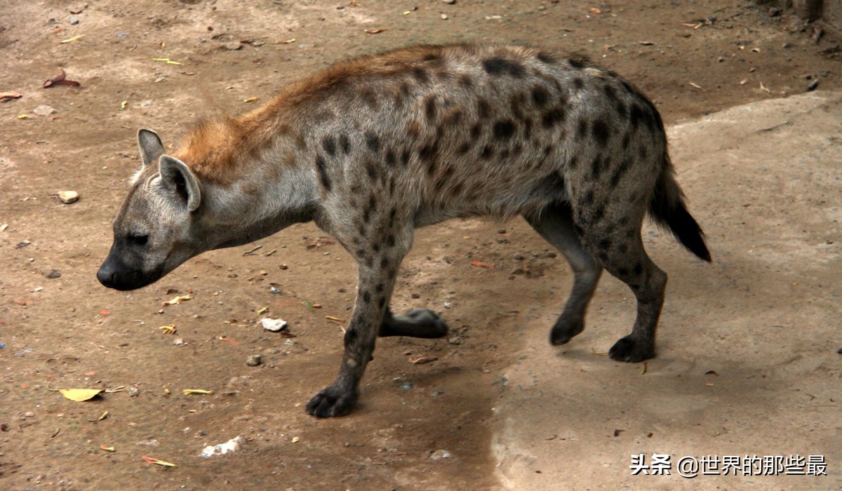 斑鬣狗对战蜜獾视频,斑鬣狗和平头哥蜜獾
