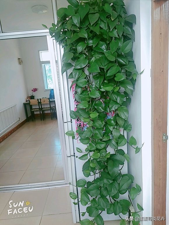 绿萝秋天怎么养才能更旺盛,绿萝绿植怎么养才能更旺盛